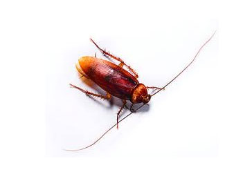 best-cockroach pest control